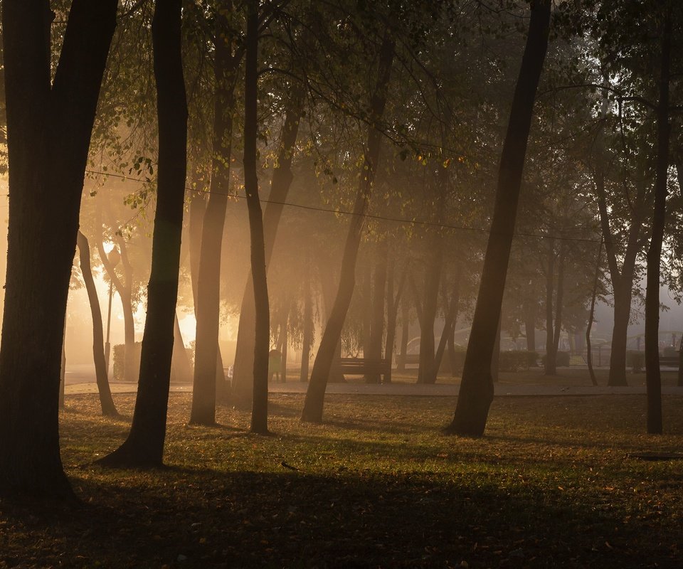 Обои деревья, парк, туман, trees, park, fog разрешение 2560x1677 Загрузить