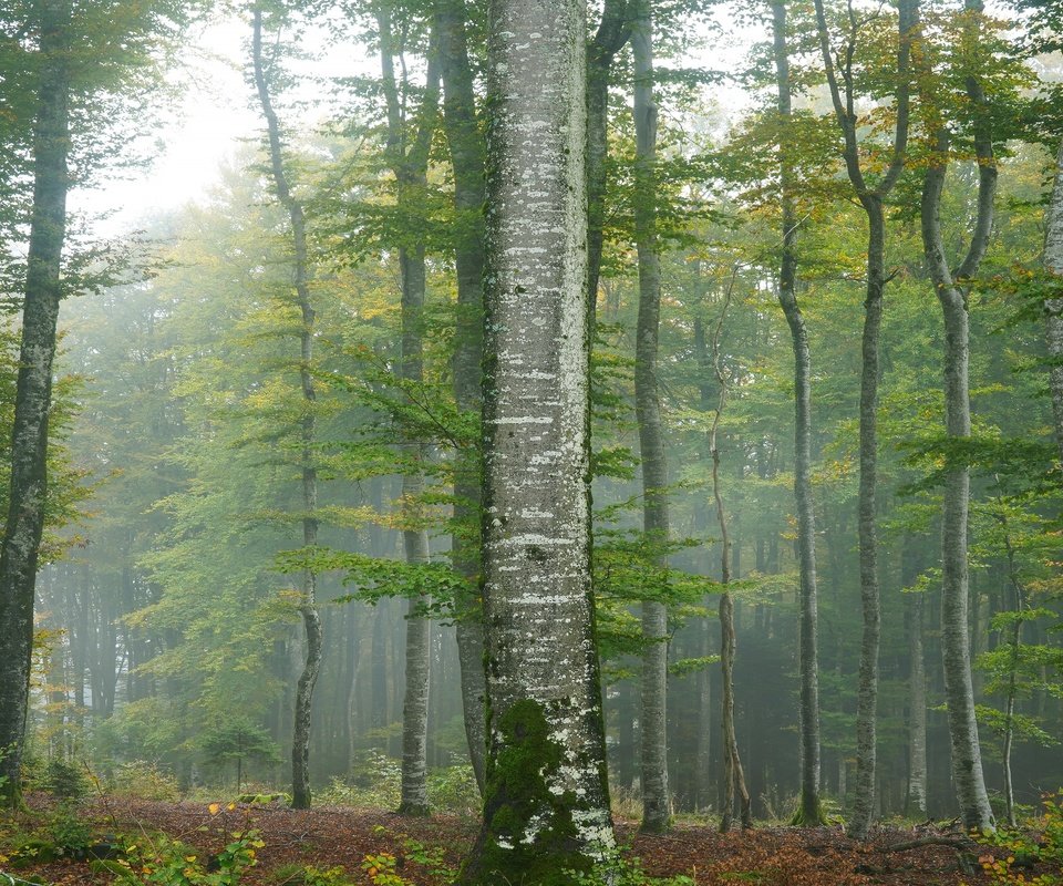 Обои деревья, туман, trees, fog разрешение 3840x2160 Загрузить