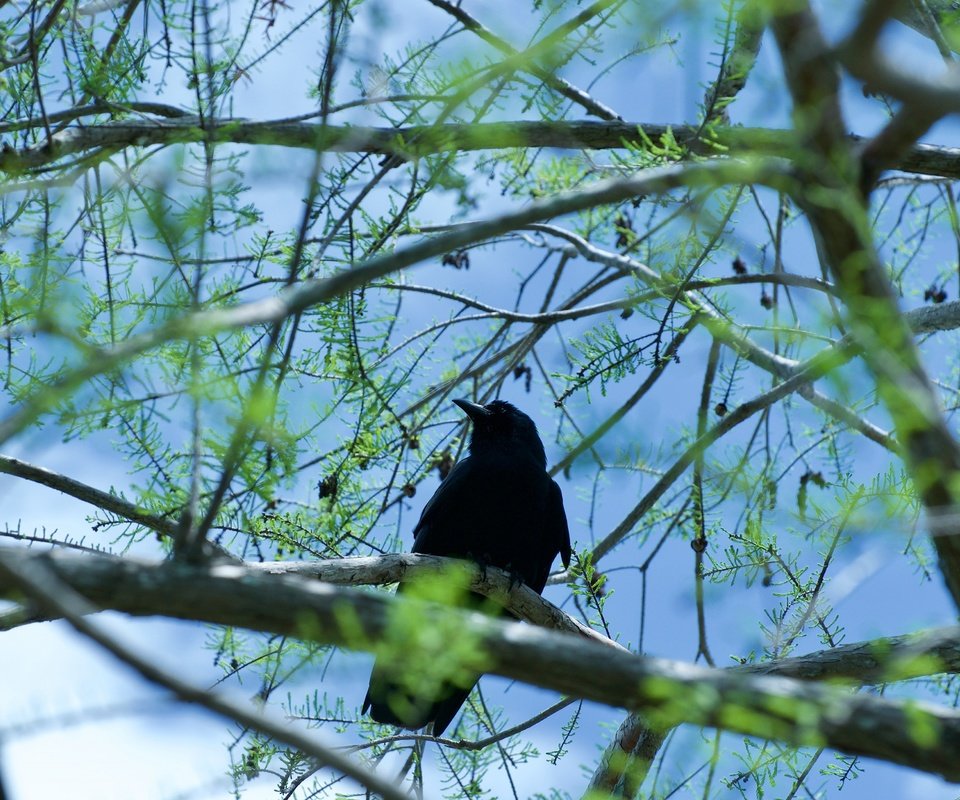 Обои дерево, хвоя, ветки, птица, ворон, шишки, ворона, боке, tree, needles, branches, bird, raven, bumps, crow, bokeh разрешение 3840x2550 Загрузить