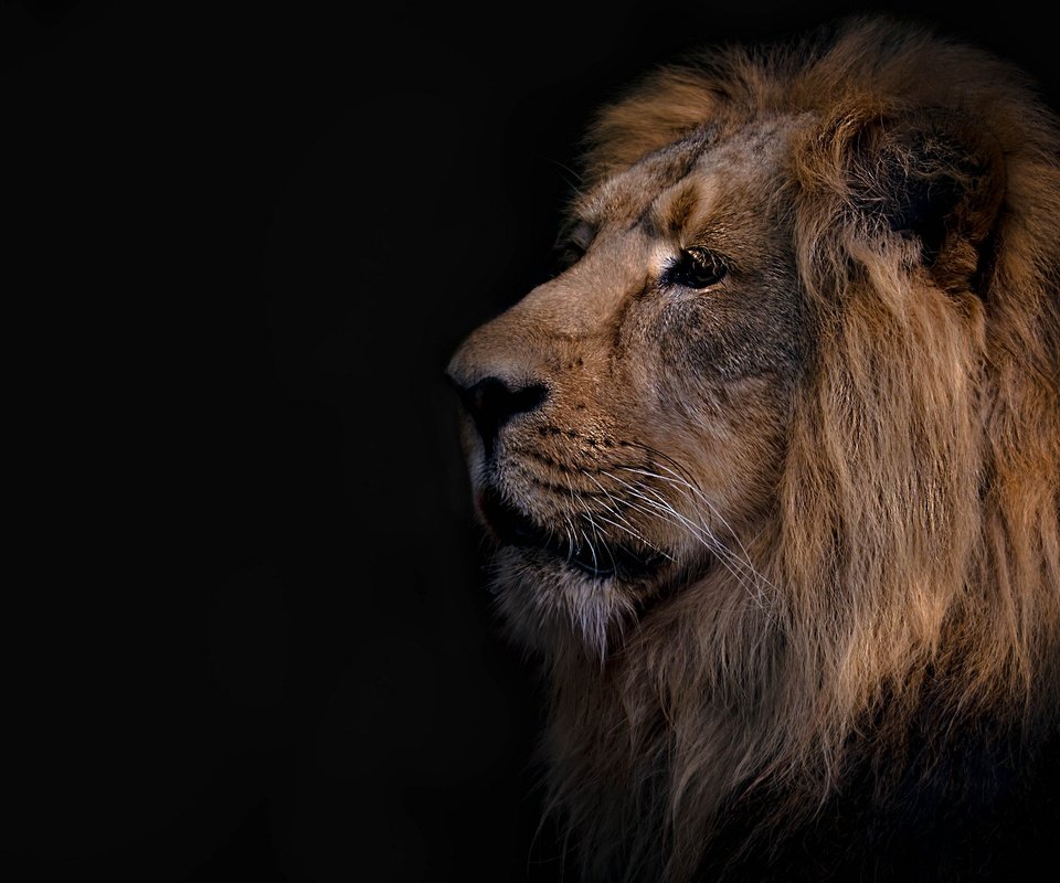 Обои фон, лев, зверь, background, leo, beast разрешение 3840x2160 Загрузить