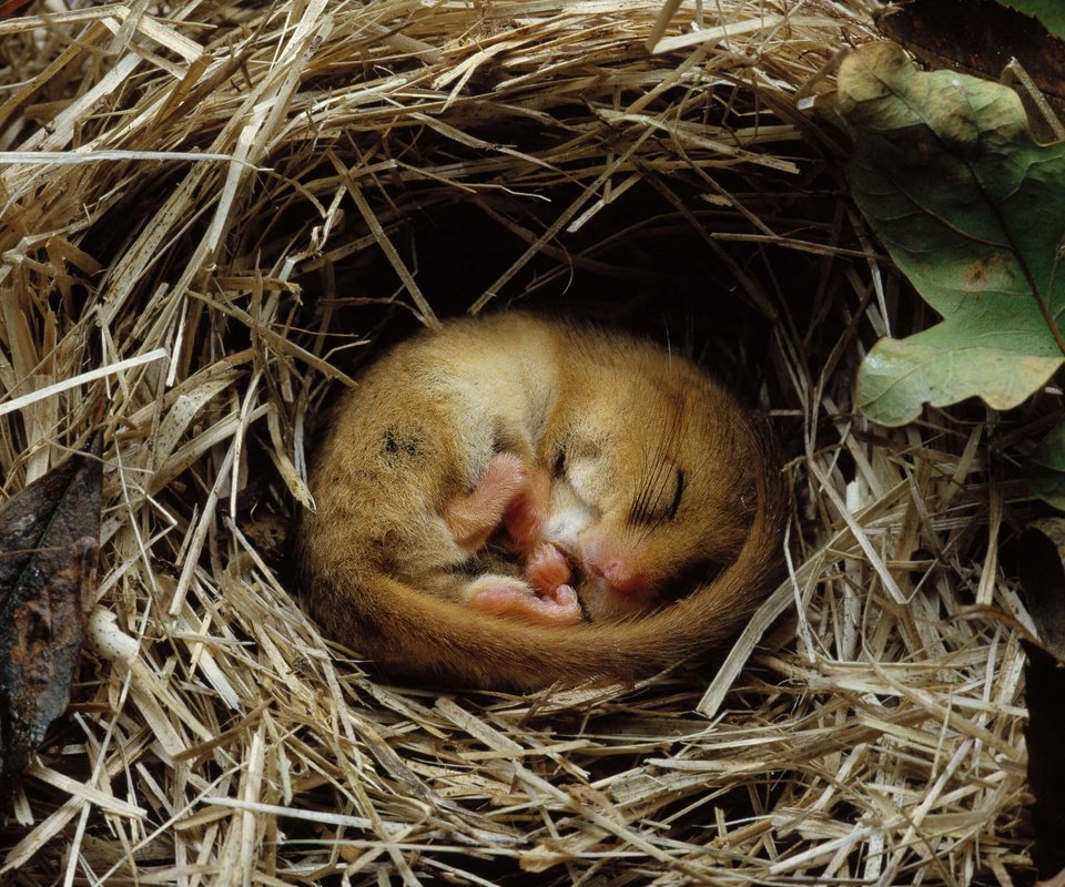 Обои грызун, rodent разрешение 4198x2362 Загрузить