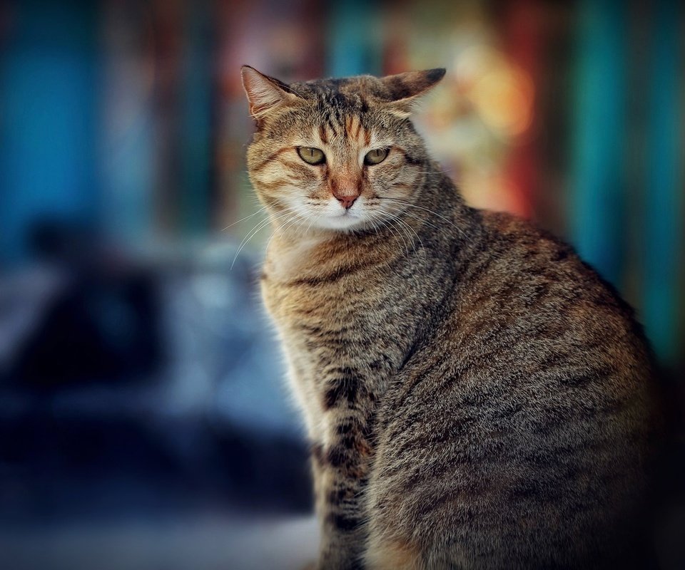 Обои кот, боке, cat, bokeh разрешение 2048x1249 Загрузить