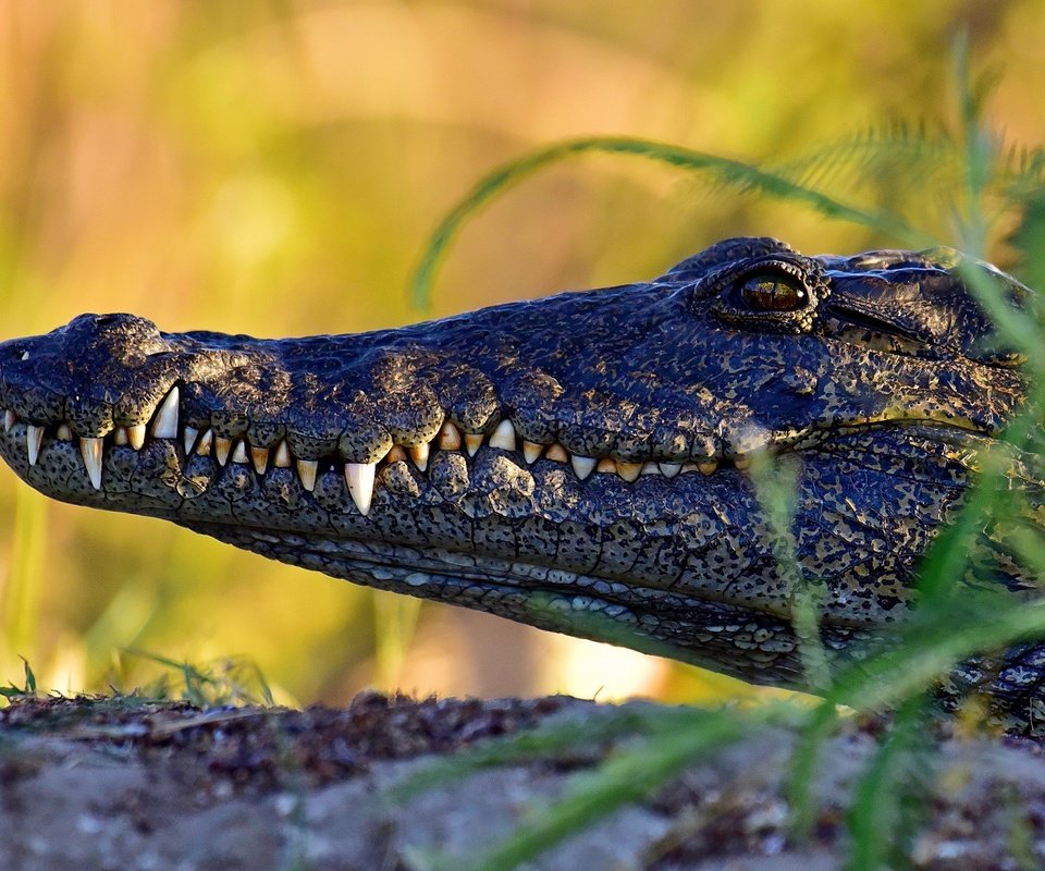 Обои морда, профиль, крокодил, face, profile, crocodile разрешение 2880x1923 Загрузить