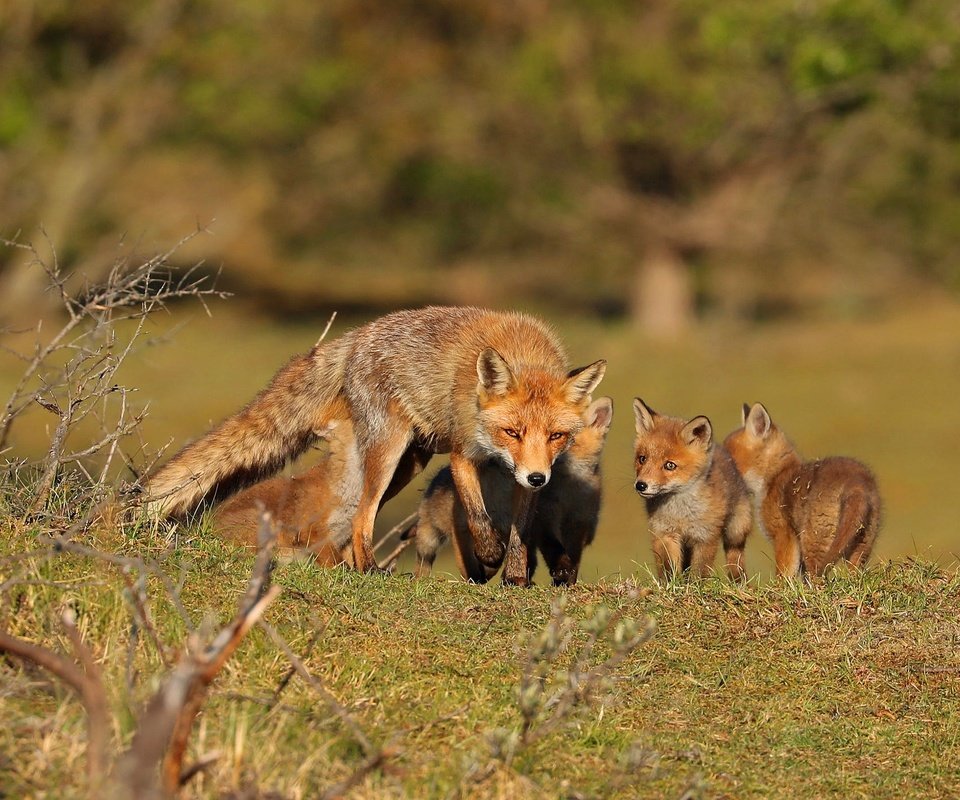 Обои природа, лиса, прогулка, мама, детеныши, лисенок, лисята, лисы, nature, fox, walk, mom, cubs разрешение 2000x1407 Загрузить