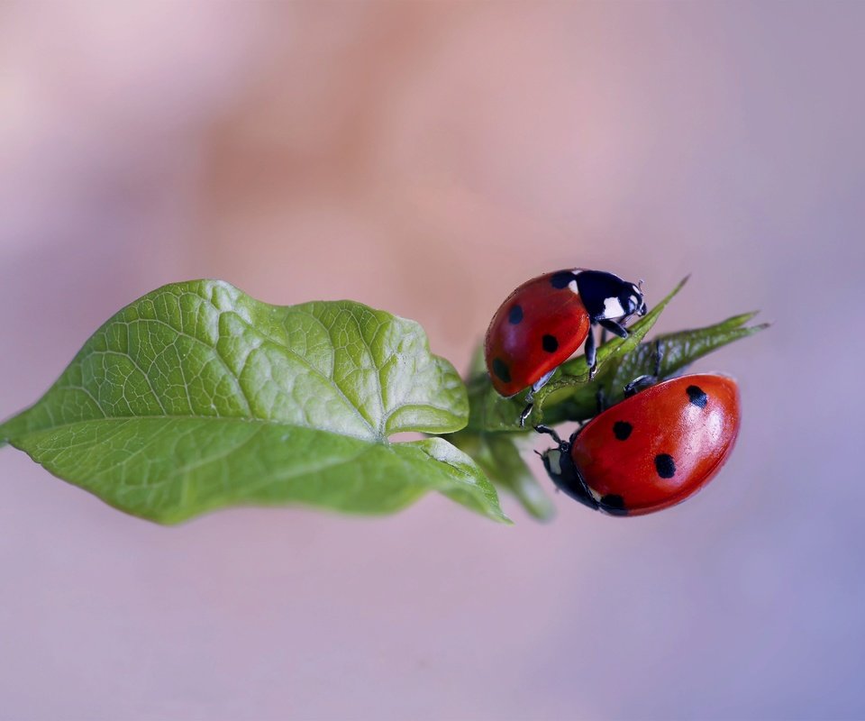 Обои природа, макро, лист, божьи коровки, жуки, nature, macro, sheet, ladybugs, bugs разрешение 3000x2000 Загрузить