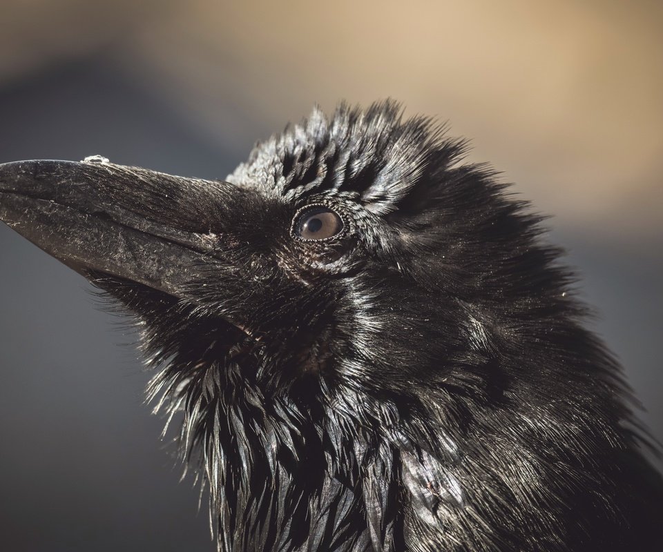 Обои природа, птица, ворона, nature, bird, crow разрешение 3840x2160 Загрузить