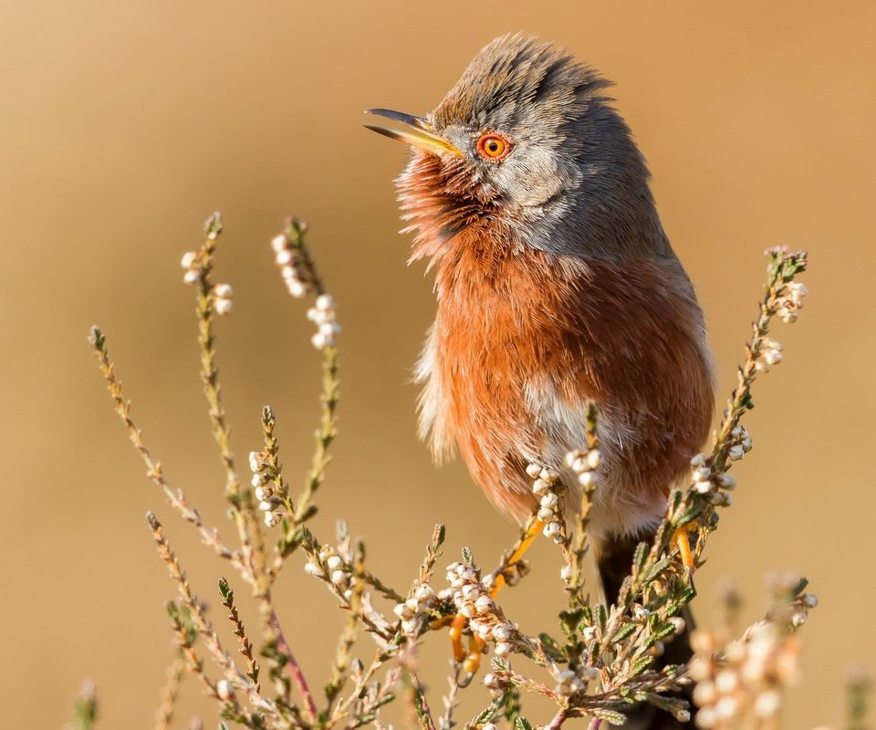 Обои природа, птица, nature, bird разрешение 3840x2160 Загрузить