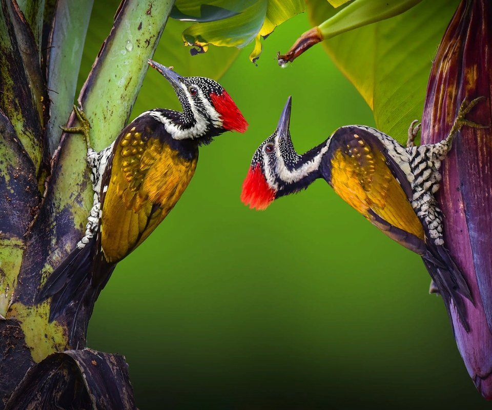 Обои природа, растения, птицы, пара, тропики, nature, plants, birds, pair, tropics разрешение 2000x1125 Загрузить