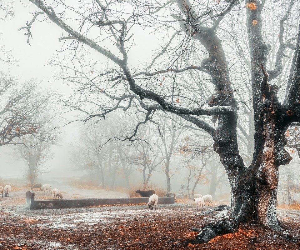 Обои снег, лес, туман, осень, овцы, поздняя осень, snow, forest, fog, autumn, sheep, late autumn разрешение 3840x2160 Загрузить