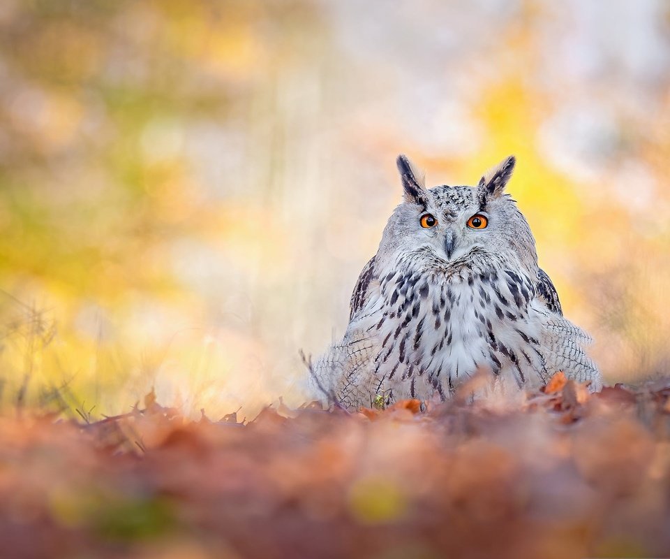 Обои сова, природа, листья, взгляд, осень, птица, боке, филин, owl, nature, leaves, look, autumn, bird, bokeh разрешение 2000x1334 Загрузить