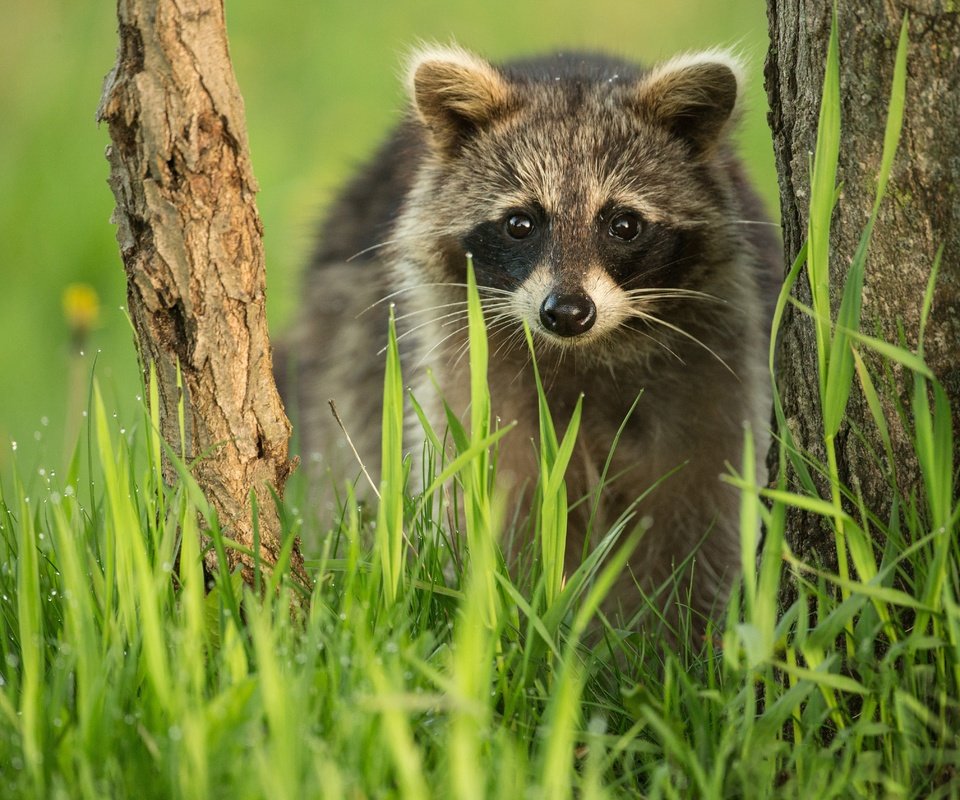 Обои трава, дерево, взгляд, мордашка, енот, grass, tree, look, face, raccoon разрешение 4672x3372 Загрузить