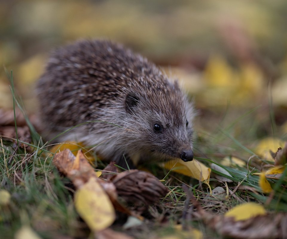 Обои трава, листья, осень, прогулка, ежик, еж, боке, grass, leaves, autumn, walk, hedgehog, bokeh разрешение 2048x1365 Загрузить