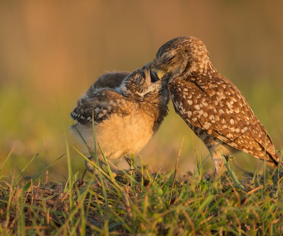 Обои трава, птицы, клюв, совы, сычи, grass, birds, beak, owls разрешение 3720x2501 Загрузить