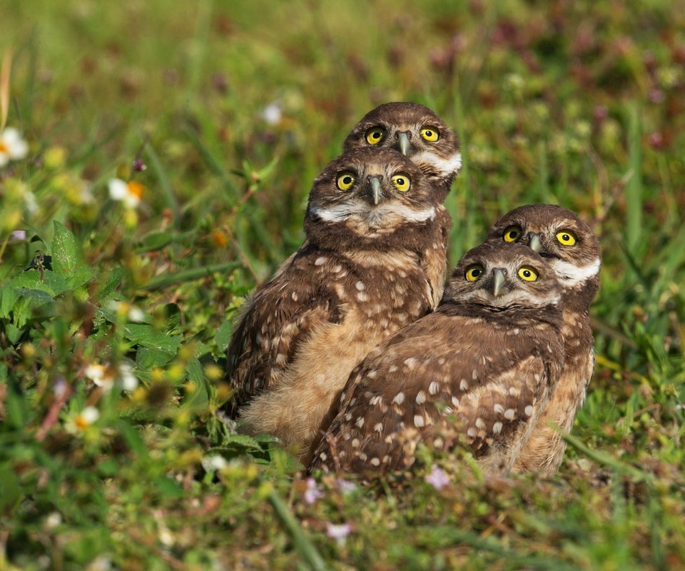 Обои трава, взгляд, птицы, боке, совы, сычи, grass, look, birds, bokeh, owls разрешение 3656x2594 Загрузить