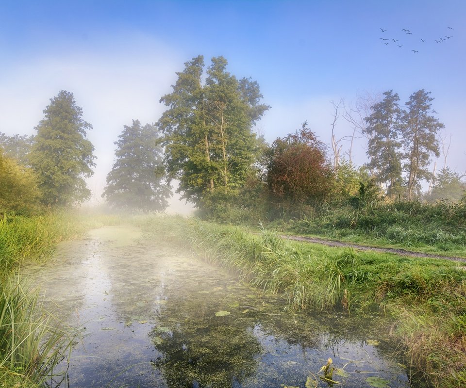 Обои деревья, берег, туман, осень, водоем, пруд, trees, shore, fog, autumn, pond разрешение 6000x4000 Загрузить