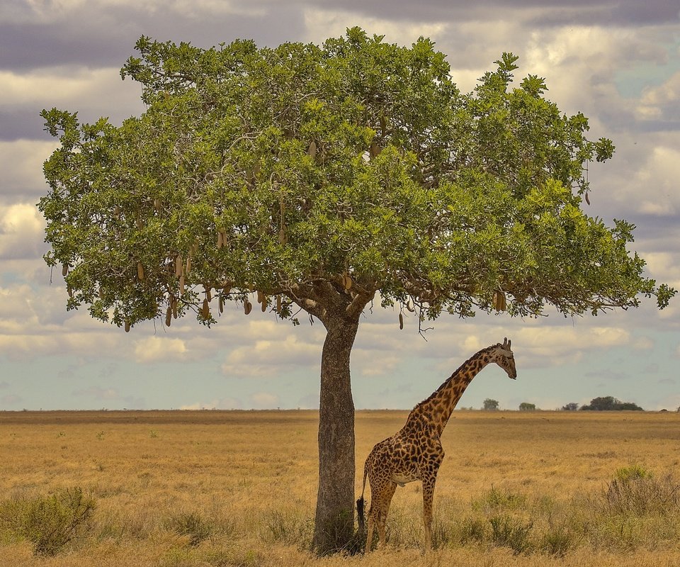 Обои дерево, африка, жираф, tree, africa, giraffe разрешение 3072x2048 Загрузить