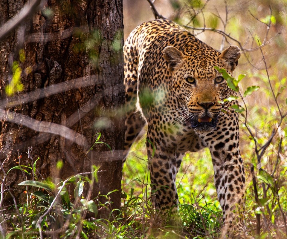 Обои дерево, листья, леопард, боке, tree, leaves, leopard, bokeh разрешение 2560x1707 Загрузить