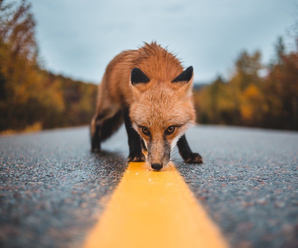 Обои дорога, лиса, нюхает, road, fox, sniffing разрешение 2400x1600 Загрузить