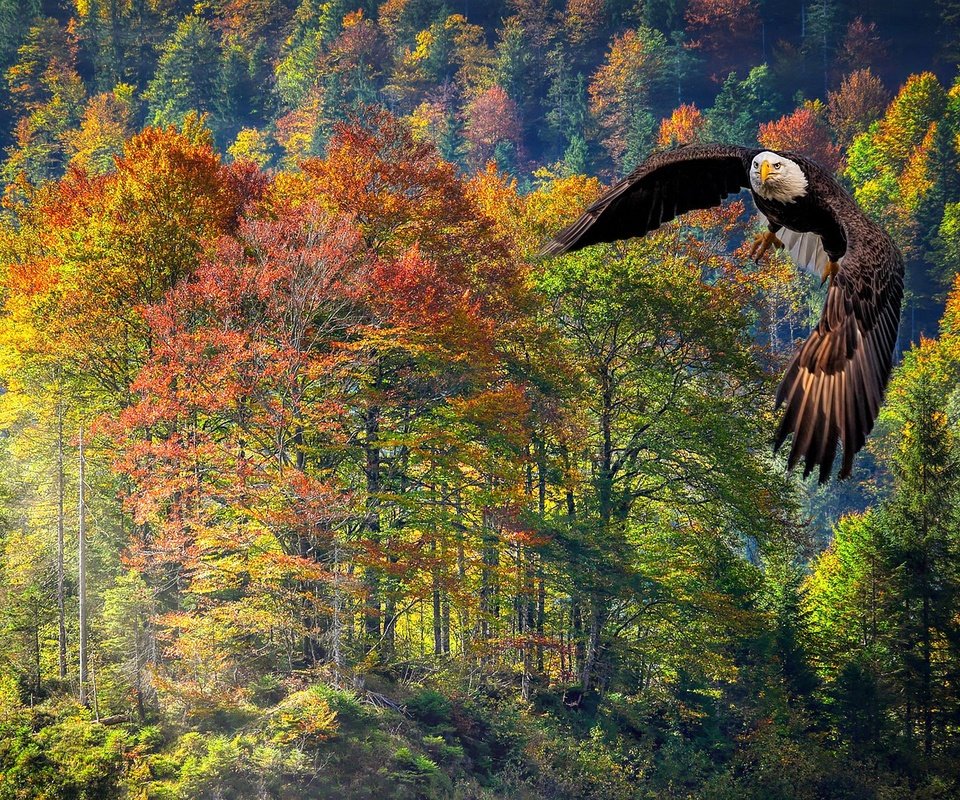 Обои лес, полет, осень, рендеринг, белоголовый орлан, forest, flight, autumn, rendering, bald eagle разрешение 2560x1440 Загрузить