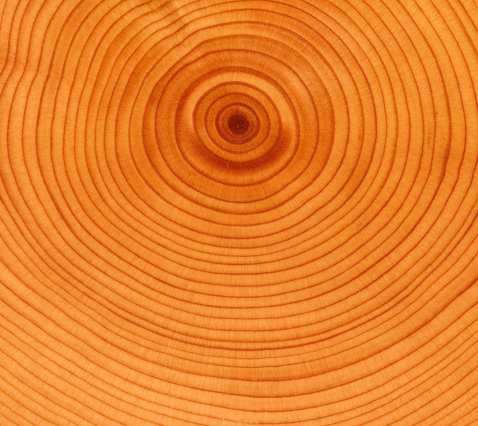 Обои дерево, круги, возраст, tree, circles, age разрешение 2560x1920 Загрузить