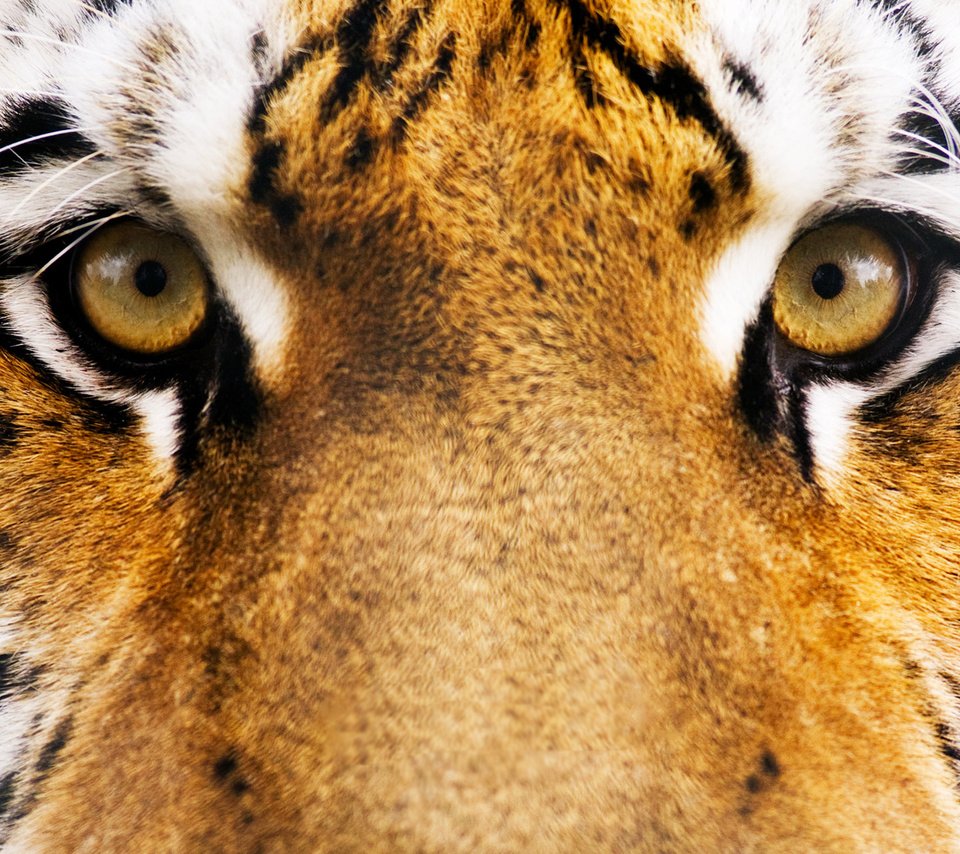 Обои тигр, глаза, морда, полосы, 17, tiger, eyes, face, strip разрешение 2560x1600 Загрузить