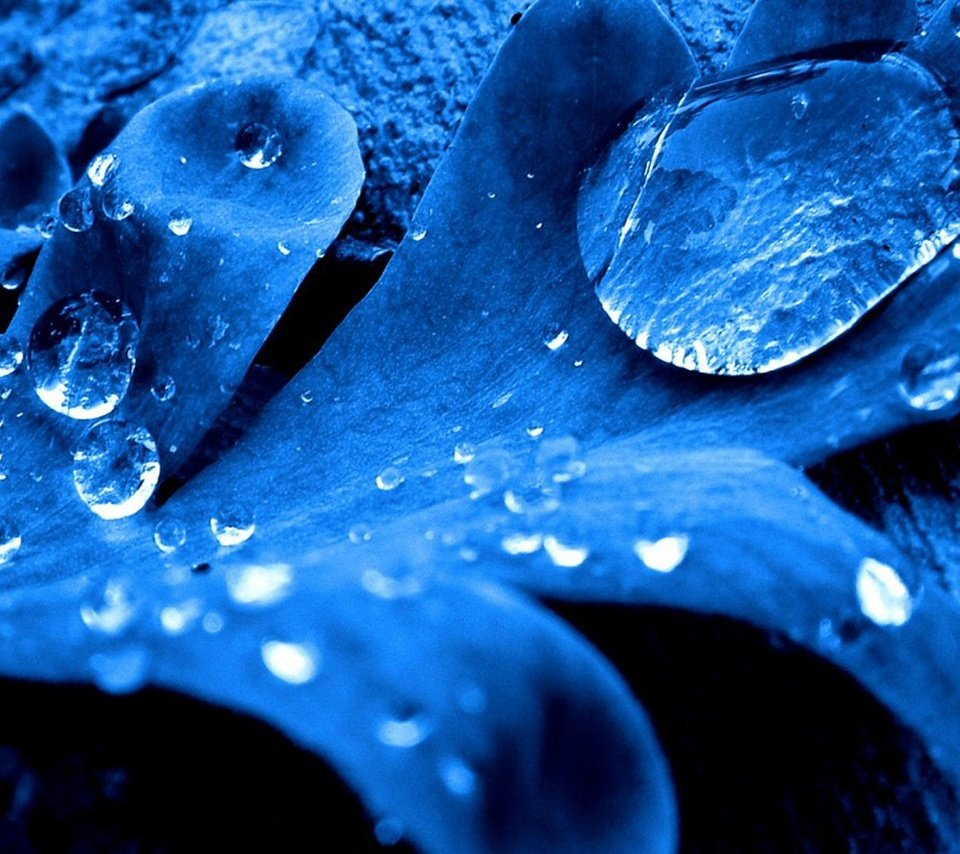 Обои синий, капли, лист, blue, drops, sheet разрешение 1920x1200 Загрузить