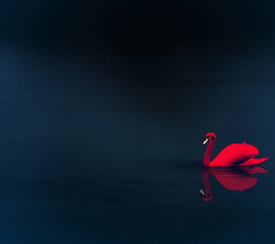 Обои вода, отражение, красный лебедь, water, reflection, red swan разрешение 1920x1200 Загрузить