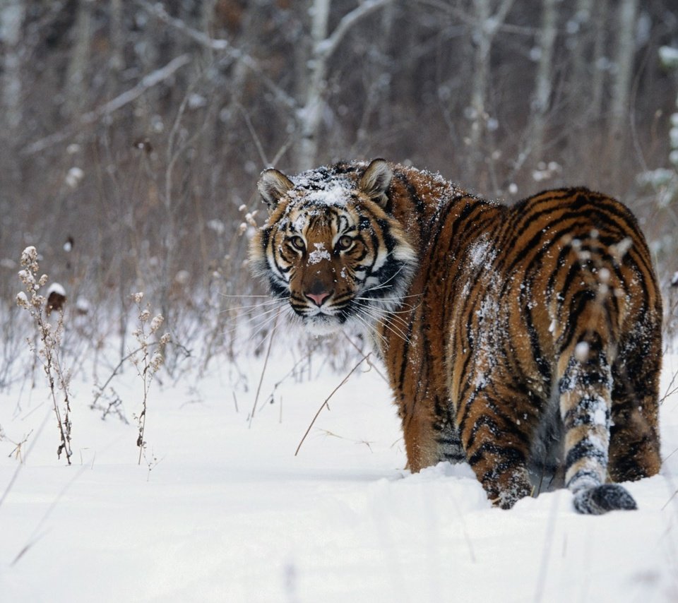 Обои тигр, снег, зима, tiger, snow, winter разрешение 1920x1200 Загрузить