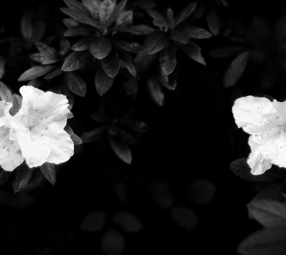 Обои листья, лепестки, чёрно-белое, белые, темнота, leaves, petals, black and white, white, darkness разрешение 1920x1200 Загрузить