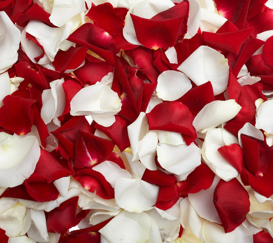 Обои роза, лепестки, красные, белые, rose, petals, red, white разрешение 3040x1900 Загрузить