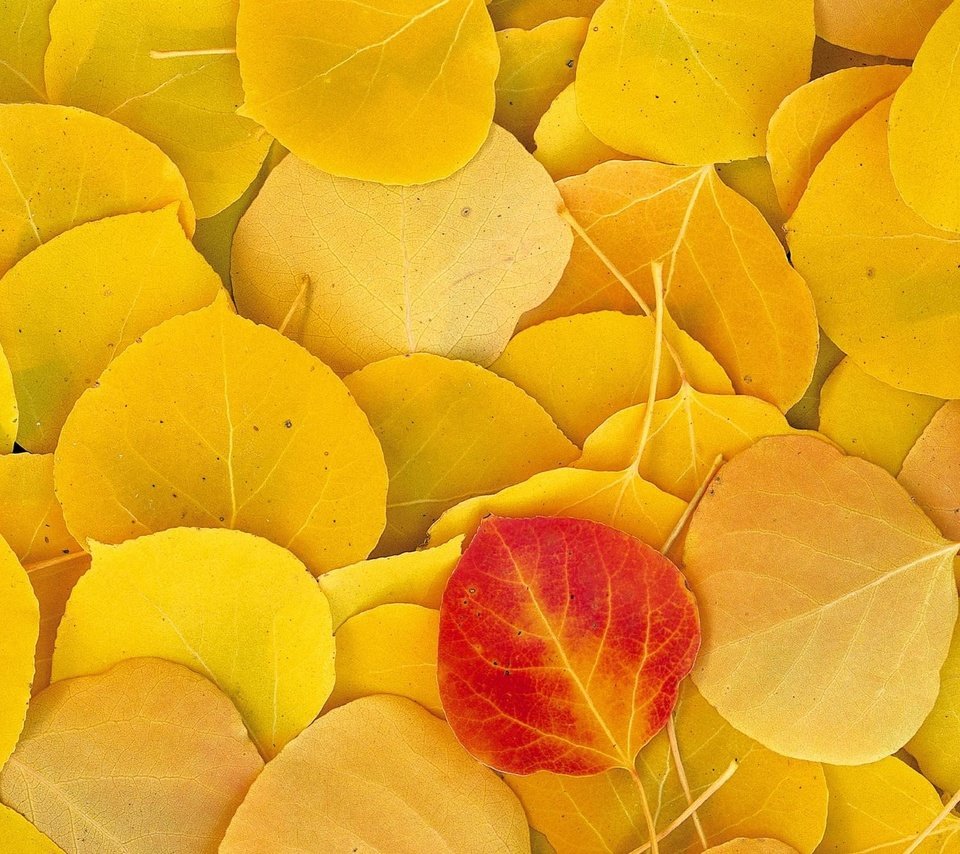 Обои листья, осень, желтые, leaves, autumn, yellow разрешение 1999x1333 Загрузить