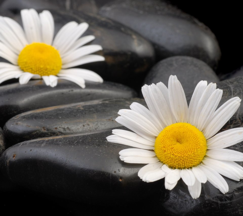 Обои камни, макро, ромашки, камешки, stones, macro, chamomile, pebbles разрешение 3872x2592 Загрузить