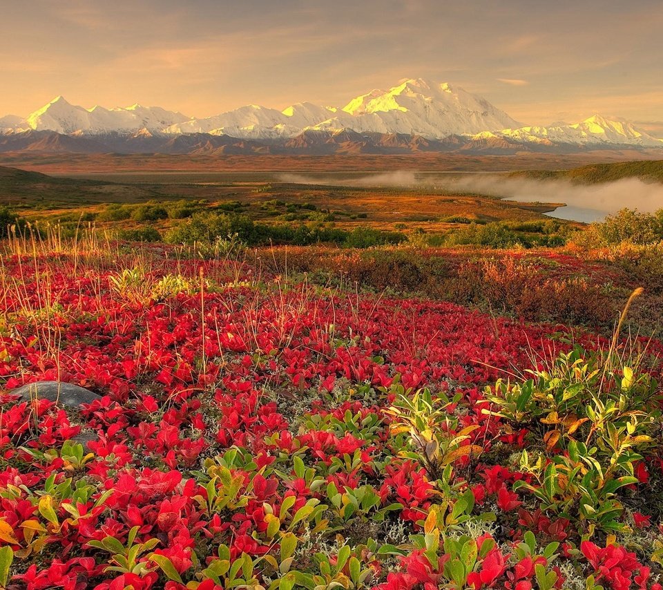 Обои цветы, горы, туман, flowers, mountains, fog разрешение 1920x1200 Загрузить