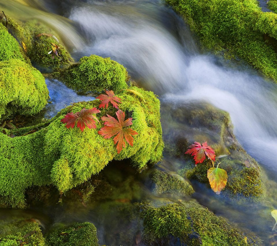 Обои вода, камни, мох, water, stones, moss разрешение 1920x1200 Загрузить