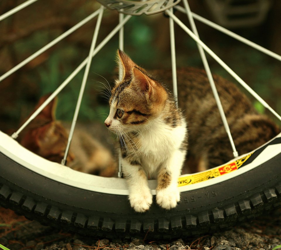 Обои взгляд, котенок, колесо, спицы, look, kitty, wheel, spokes разрешение 1920x1200 Загрузить
