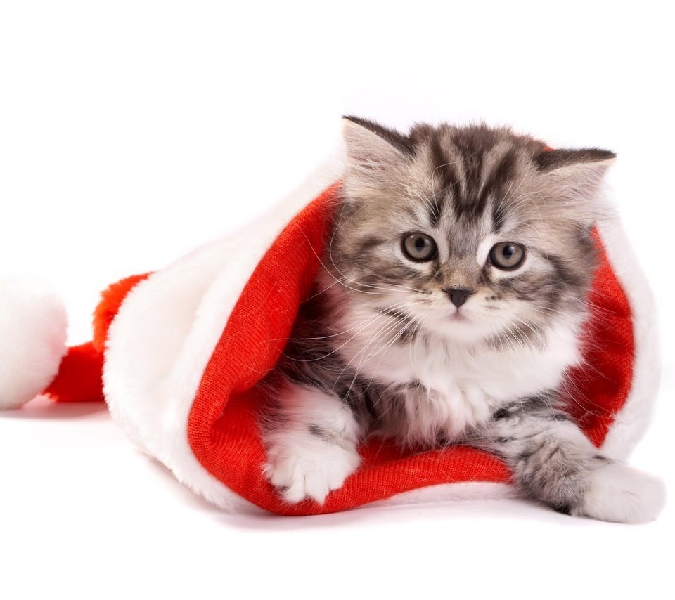 Обои новый год, кот, кошка, котенок, белый фон, колпак санты, new year, cat, kitty, white background разрешение 1920x1200 Загрузить