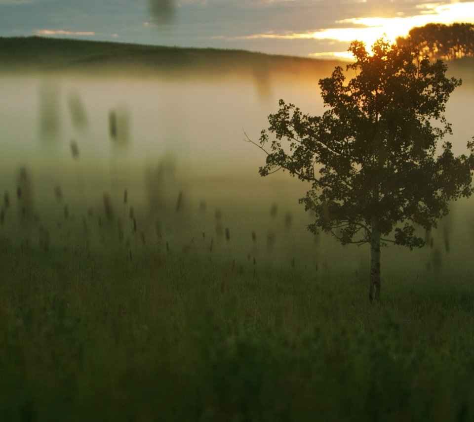 Обои трава, дерево, утро, туман, рассвет, grass, tree, morning, fog, dawn разрешение 1920x1440 Загрузить