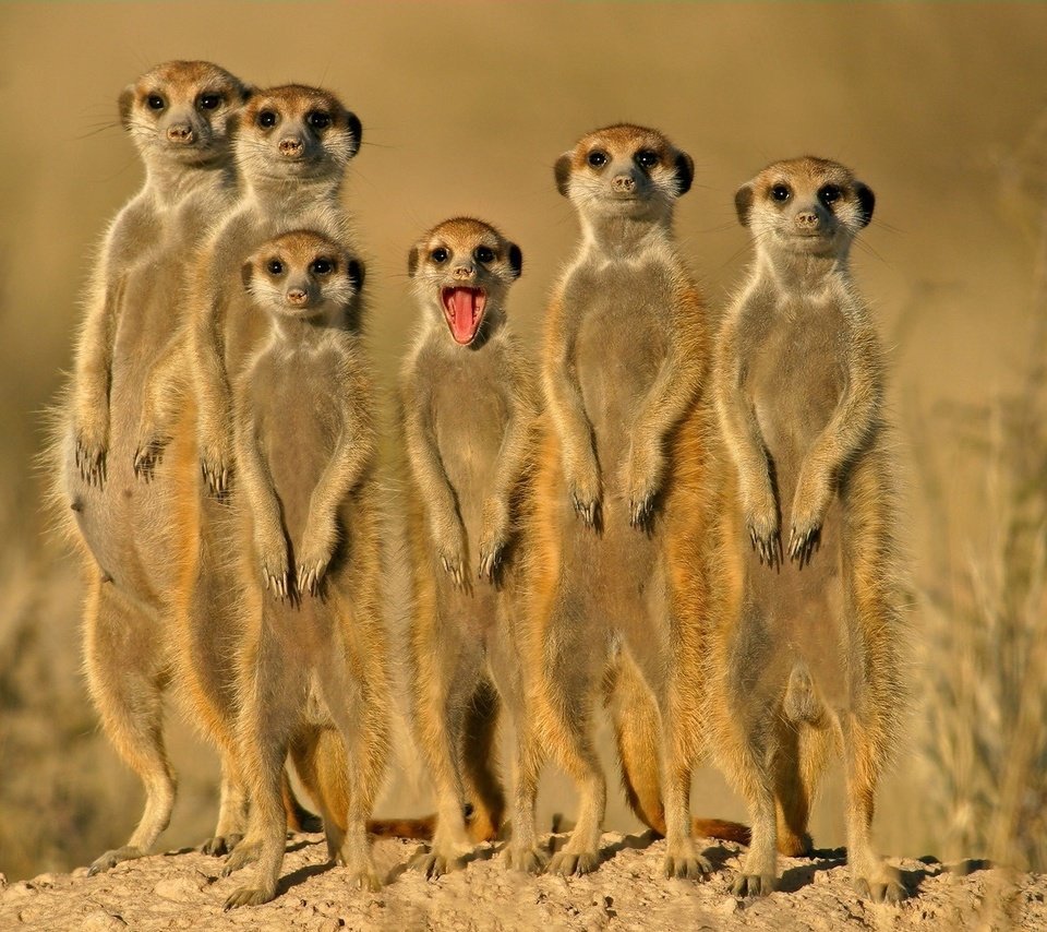 Обои группа, зверьки, сурикаты, group, animals, meerkats разрешение 1920x1200 Загрузить