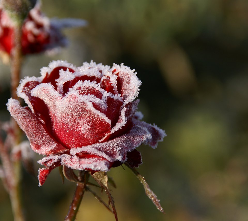 Обои цветы, макро, розы, иней, лепестки, красные, размытость, холод, flowers, macro, roses, frost, petals, red, blur, cold разрешение 3000x2000 Загрузить