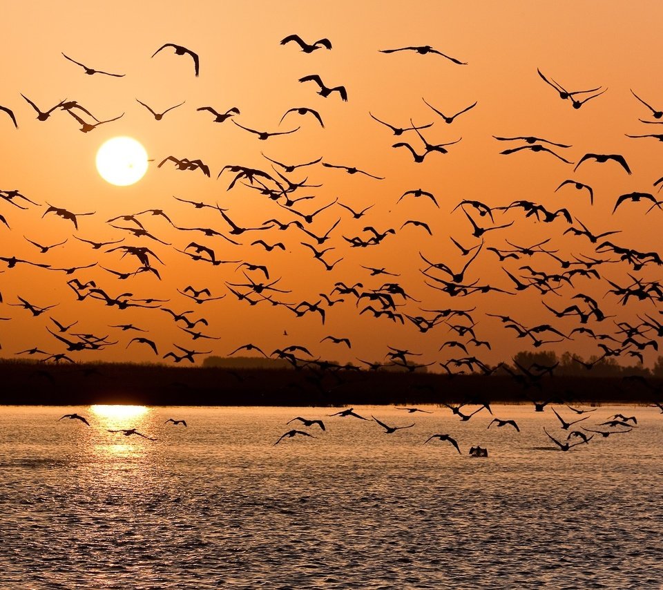 Обои озеро, закат, птицы, стая, lake, sunset, birds, pack разрешение 1920x1061 Загрузить