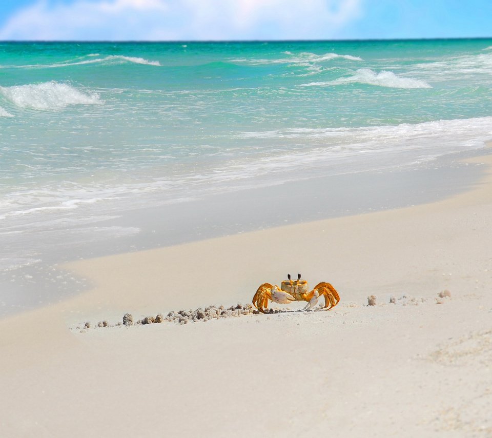 Обои море, песок, прибой, краб, sea, sand, surf, crab разрешение 1920x1200 Загрузить
