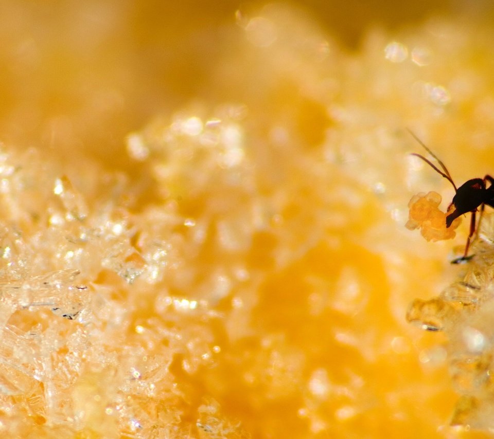 Обои желтый, муравей, сахар, yellow, ant, sugar разрешение 2560x1600 Загрузить