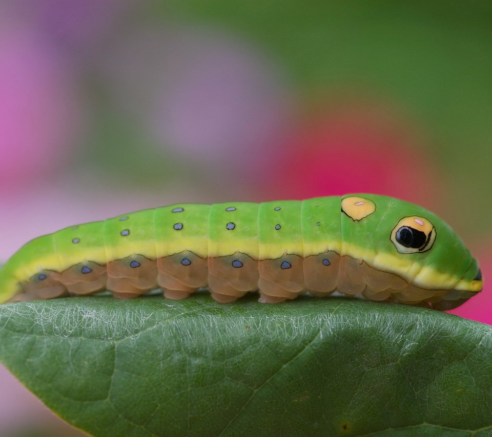 Обои листик, гусеница, цветная, leaf, caterpillar, color разрешение 3008x2000 Загрузить