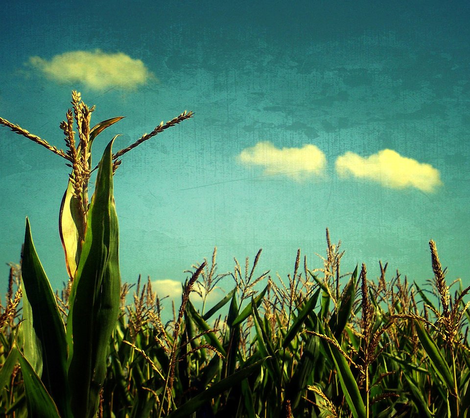 Обои небо, поле, злаки, the sky, field, cereals разрешение 1920x1200 Загрузить