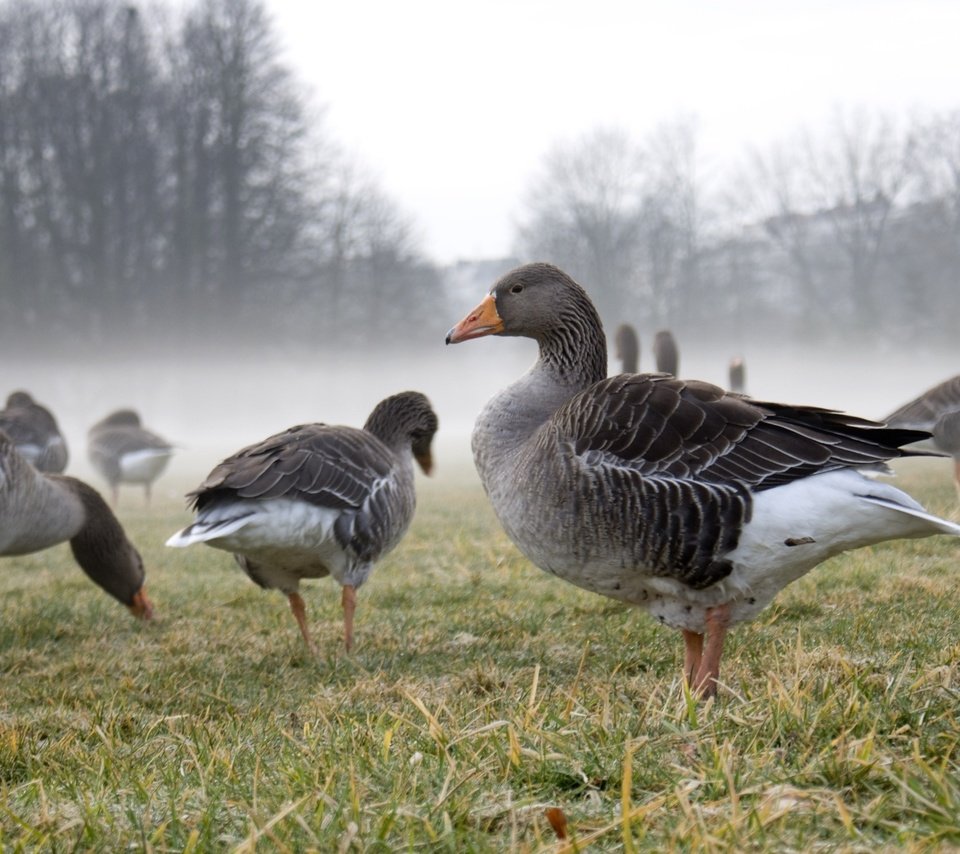 Обои трава, деревья, туман, осень, поляна, гуси, grass, trees, fog, autumn, glade, geese разрешение 2560x1600 Загрузить