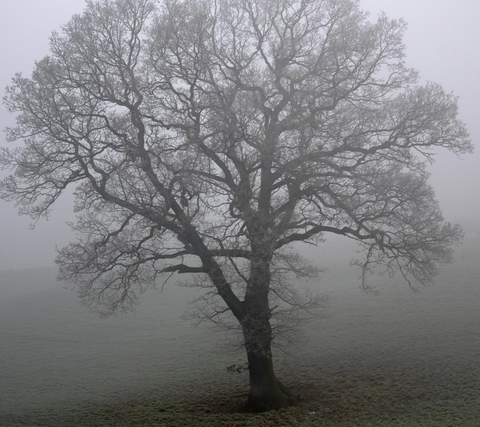 Обои дерево, туман, поле, tree, fog, field разрешение 2560x1600 Загрузить