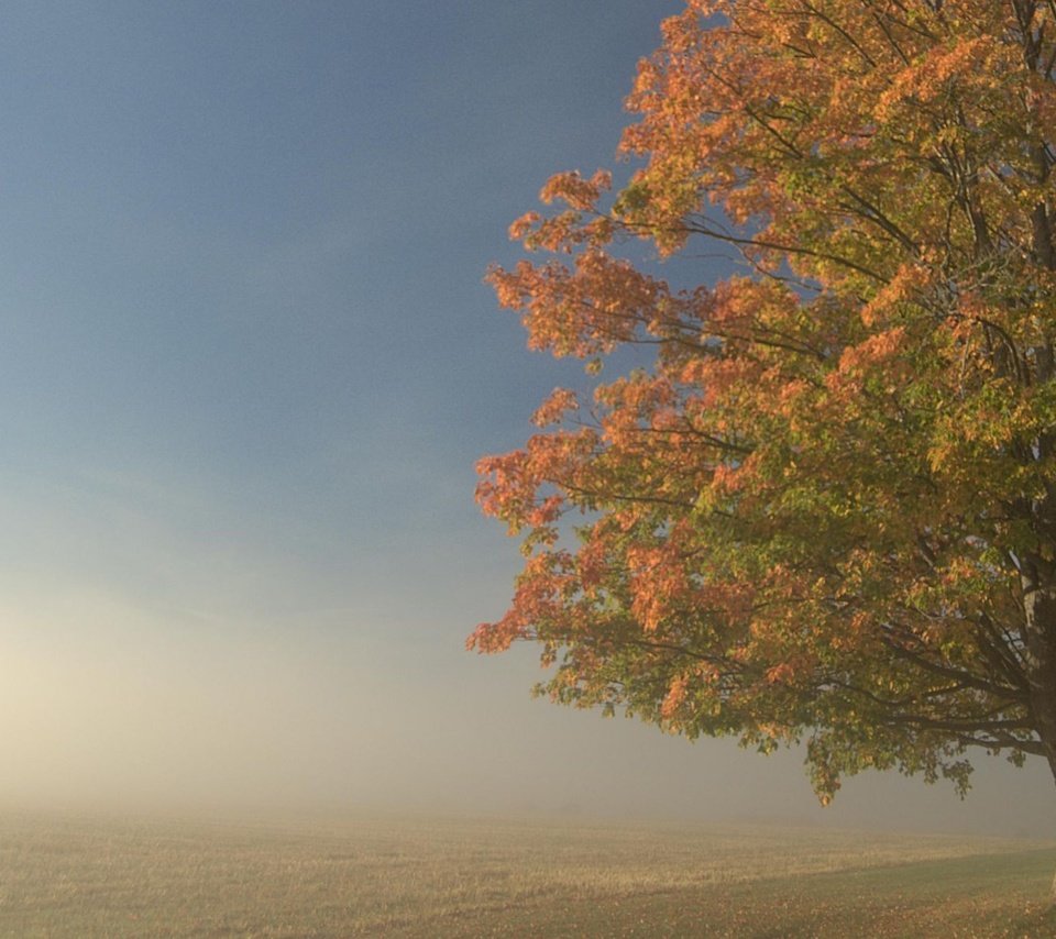 Обои дерево, туман, поле, tree, fog, field разрешение 1920x1201 Загрузить