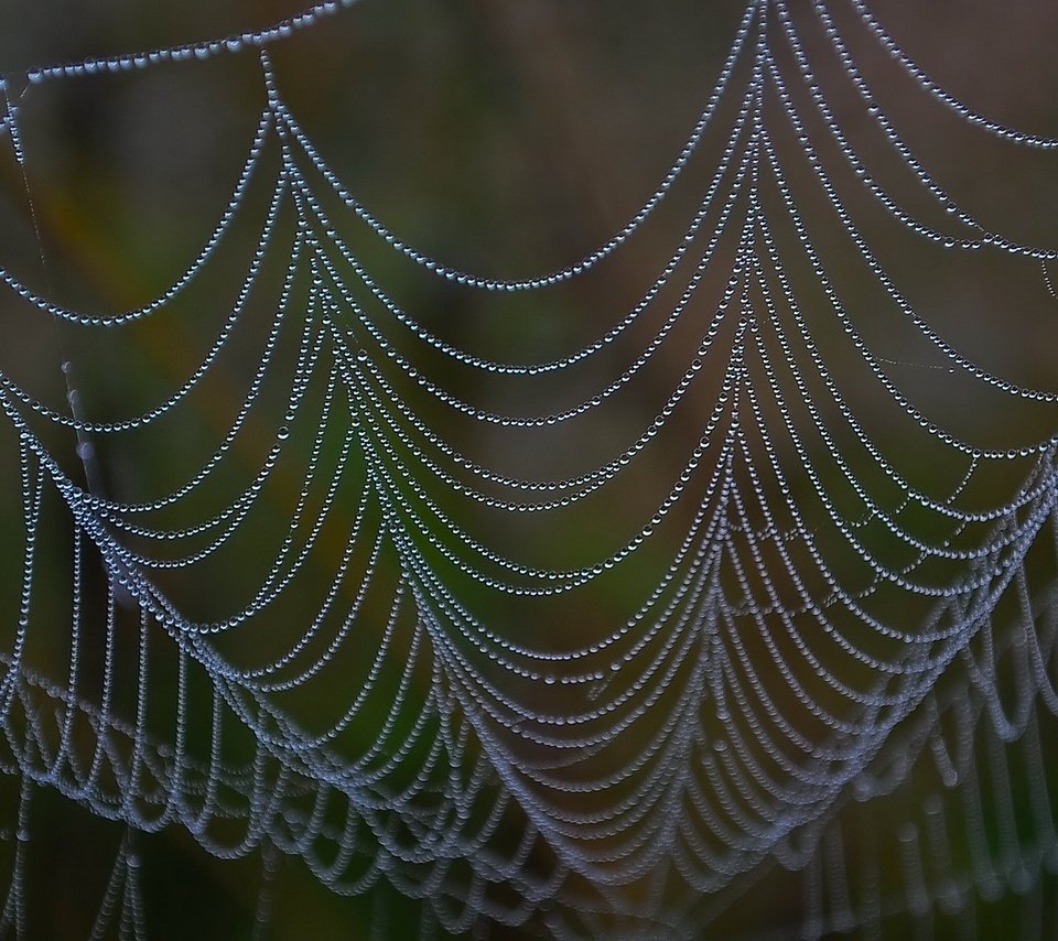 Обои капли, паутина, крупным планом, drops, web, closeup разрешение 1920x1200 Загрузить