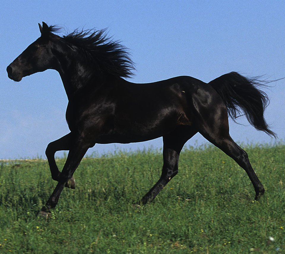 Обои небо, поле, черный, грива, жеребец, лошаль, скакун, the sky, field, black, mane, stallion, local, horse разрешение 1920x1080 Загрузить