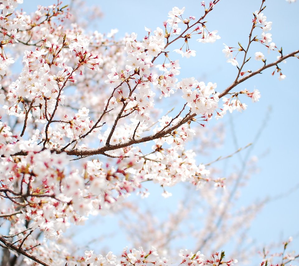 Обои дерево, цветение, весна, tree, flowering, spring разрешение 3008x2000 Загрузить